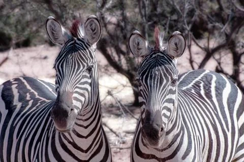 Zebra Duo on Alert Stock Photos