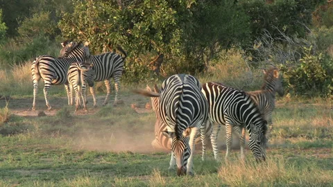 Zebra Dust Bathing, Group of Wild Animal... | Stock Video | Pond5