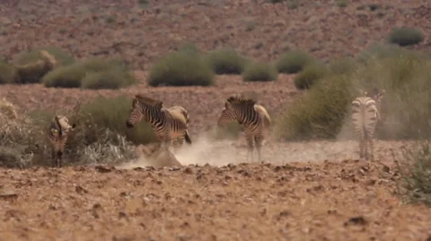 Zebra dust bathing at high noon Stock Footage 33643660