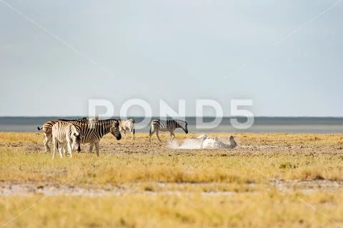 Zebra Dustbath Stock Photos