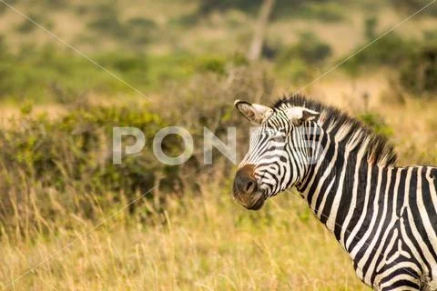 Zebra with ears down and a funny mimicry Stock Photos