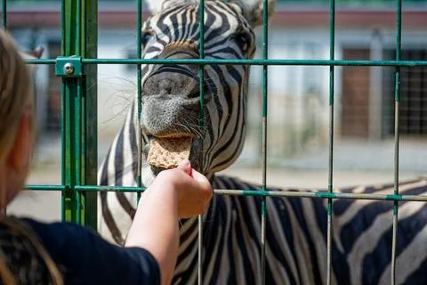 Zebra eating bread from girl hand behind green metal fence 스톡 사진