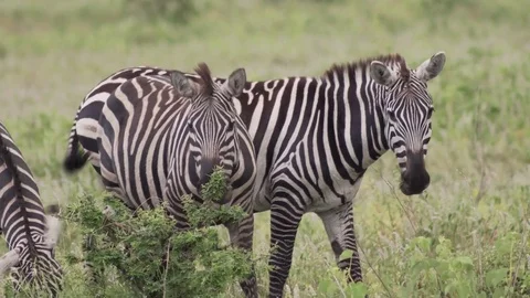 Zebra Eating close-up Stock Footage 77969845