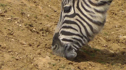 Zebra eating CU Stock Footage 22516561