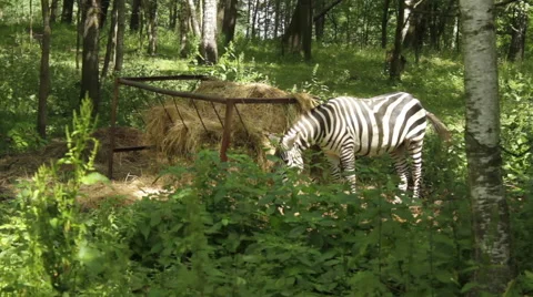 Zebra is eating from feeder in forest. Video stock 53850882