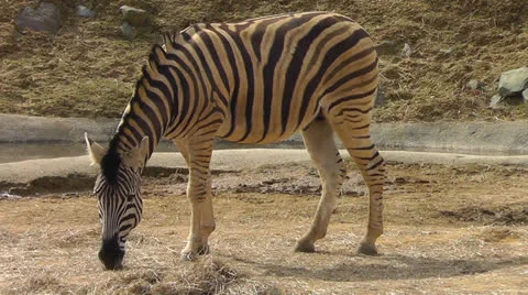 Zebra Eating Stock Footage 22516568