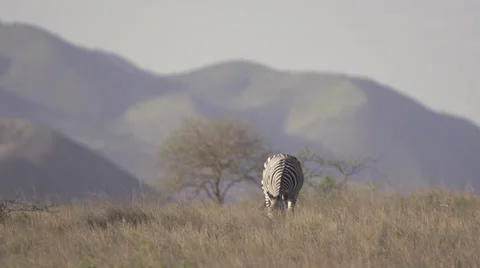 Zebra eating Stock Footage 33530300