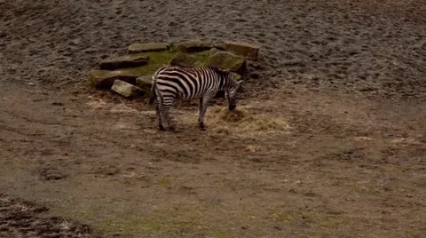 Zebra Eating Stock Footage 48837750