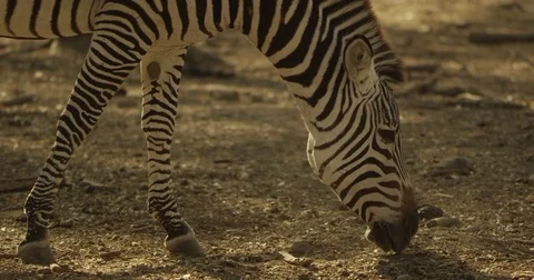 Zebra Eating  動画素材 81225339