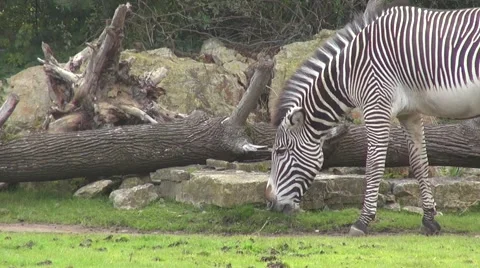 Zebra eating grass and shaking tail Vídeos de archivo 63232058