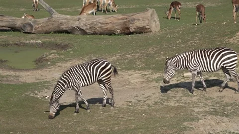 Zebra eating grass, in the background antelopes graze Stock Footage 149025824
