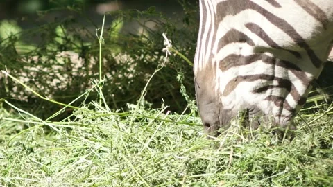 Zebra eating grass, close-up Stock Footage 90992109