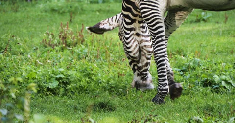 Zebra eating grass close-up Stock Footage 330953023