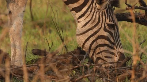 Zebra eating grass Stock Footage 31548930