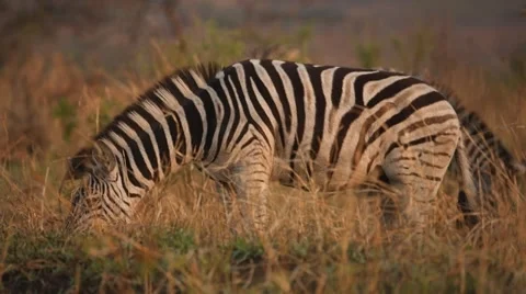 Zebra eating grass Stock Footage 31550032