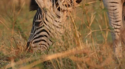 Zebra eating grass 動画素材 31550631