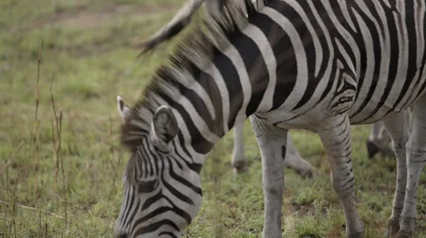 Zebra eating grass Stock Footage 32126568