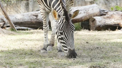 Zebra eating grass. Stock Footage 64271236