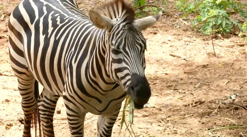 Zebra eating grass. Stock Footage 66567434