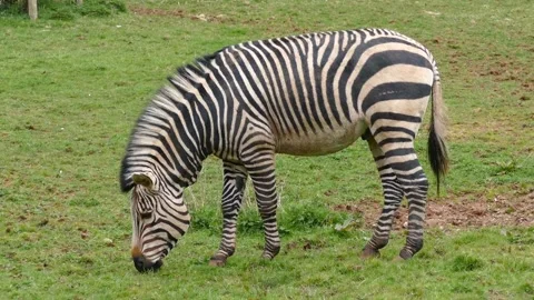 Zebra eating grass Video stock 271347311