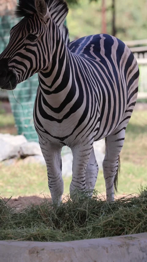 Zebra eating grass Stock Footage 339557964