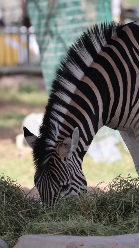 Zebra eating grass Stock Footage 339558078