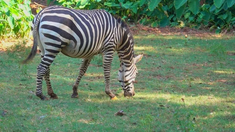 Zebra eating grass in grassland. Stock Footage 98944894