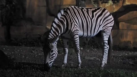 A zebra is eating grass at night Stock Footage 318772661