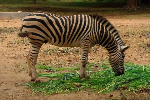 Zebra eating the grass Stock Photos