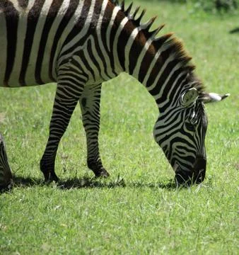 Zebra eating grass Stock Photos