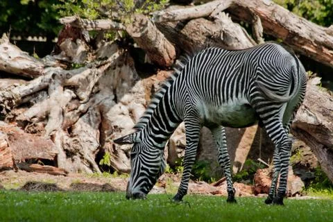 Zebra eating grass Stock Photos