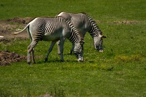 Zebra eating grass 스톡 사진