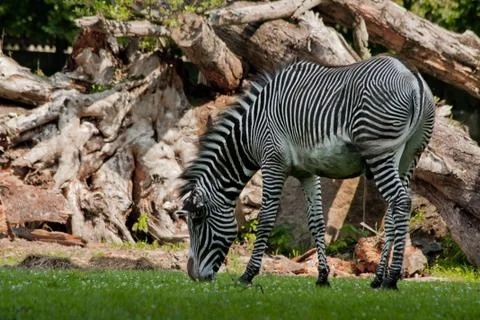 Zebra eating grass Stock Photos