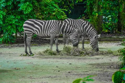 Zebra eating grass 写真素材