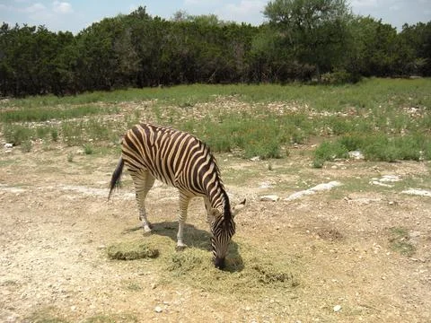 Zebra eating grass 写真素材