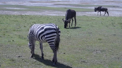 Zebra is eating grass in savannah. Safari in Tanzania. Vídeos de archivo 80006053