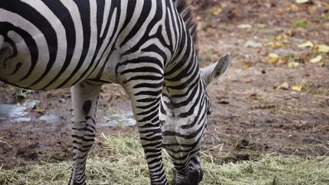 Zebra eating grass, side view Stock Footage 318133339