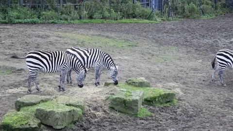 Zebra Eating Hay and Fighting in the Paddock Stock Footage 338190652