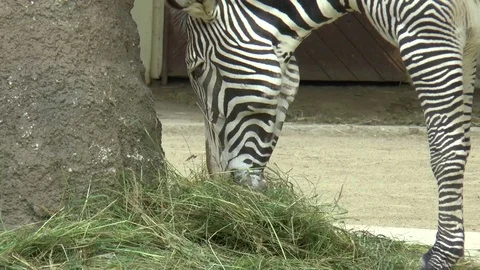 Zebra Eating Hay Medium Close Up Stock-Footage 77157897