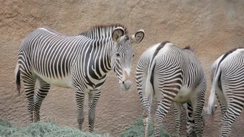 Zebra eating at the Los Angeles CA zoo Vídeos de archivo 237201748