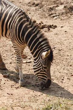 Zebra eating Foto stock