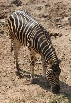 Zebra eating Foto stock