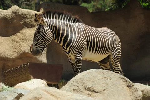 Zebra eating Stock Photos