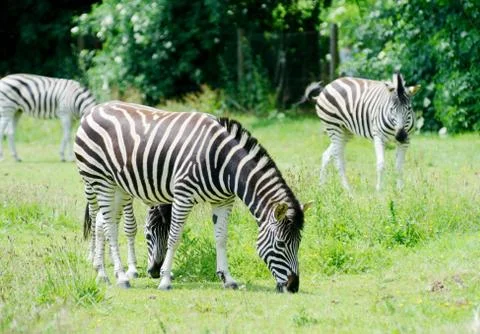 Zebra eating Stock Photos