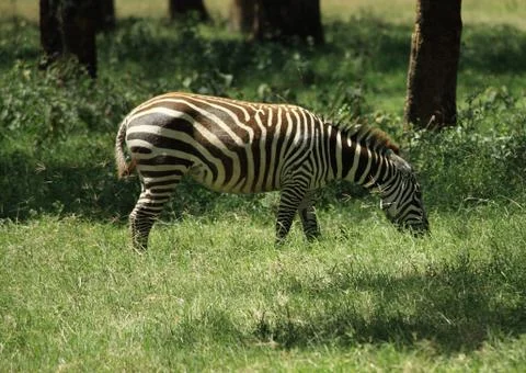 Zebra eating Stock Photos