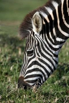 Zebra Eating Stockfoto's