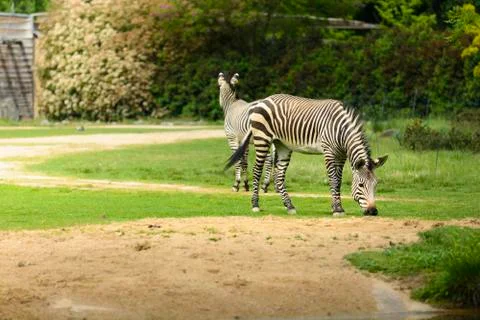 Zebra in eating Stock Photos