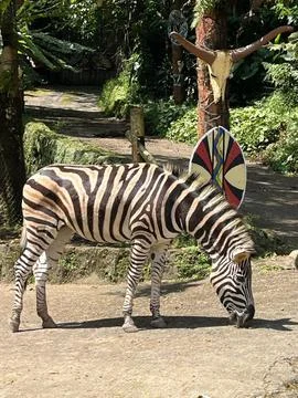 Zebra is eating Foto stock