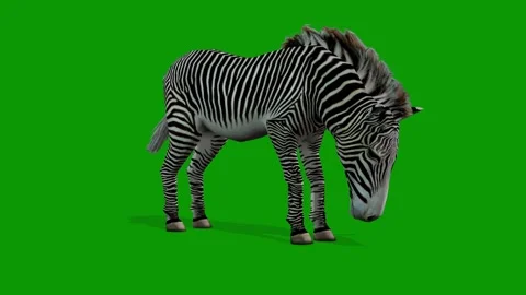 Zebra  Eating Scene 3D Rendering Animation On Green Screen Stock Footage 309856443