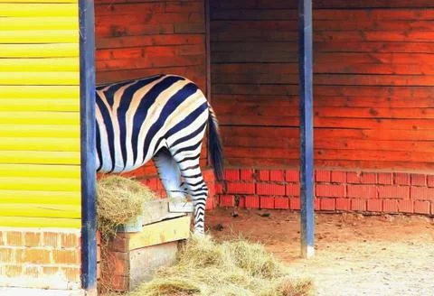 Zebra eating from the trough partially back, soft focus Stock Photos